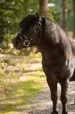 Shetlander ruin, Dieren en Toebehoren, Pony's, Ruin, A pony (tot 1.17m), Recreatiepony, 7 tot 10 jaar