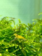 Gele garnalen, Kreeft, Krab of Garnaal