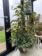 Begonia Metallica, Overige soorten, 100 tot 150 cm, Halfschaduw, In pot