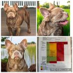 franse bulldog pablo fluffy dekreu  met stamboom, Dieren en Toebehoren, Particulier, Rabiës (hondsdolheid), Reu, 1 tot 2 jaar