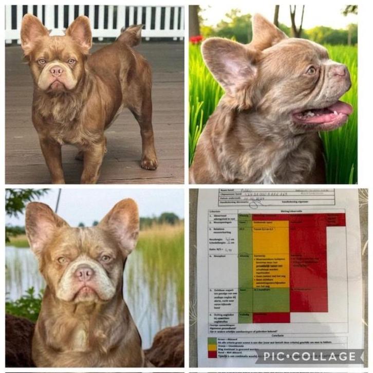franse bulldog pablo fluffy dekreu  met stamboom, Dieren en Toebehoren, Honden | Dekreuen, Reu, Particulier, Eén hond, Buitenland