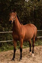 Lieve twee jarige zangersheide merrie, Dieren en Toebehoren, Merrie, Springpaard, 0 tot 2 jaar, 160 tot 165 cm