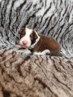 Choco witte en merle border collie's, Dieren en Toebehoren, Honden | Herdershonden en Veedrijvers, België, Particulier, Rabiës (hondsdolheid)