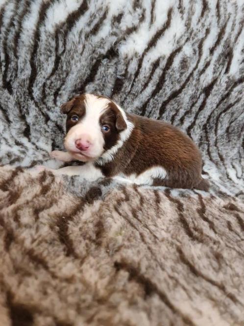Choco witte en merle border collie's, Dieren en Toebehoren, Honden | Herdershonden en Veedrijvers, Reu, Collie, Particulier, Meerdere