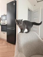 Britse korthaar met alle benodigheden., Dieren en Toebehoren, Poes, Ontwormd, 0 tot 2 jaar