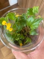 Terrariumplant begonia prismatocarpa, Ophalen of Verzenden, Zo goed als nieuw, Plant(en), Steen of Hout