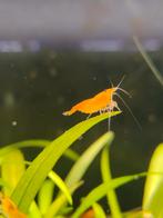 Neo Caridina Orange Sakura garnalen, Kreeft, Krab of Garnaal