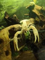 Stuk of 25 mooie witte kreeftjes, Dieren en Toebehoren, Vissen | Aquariumvissen, Vis