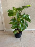 Supermooie “ Epipremnum” compleet met zwarte pot, Ophalen, Overige soorten, Halfschaduw, In pot