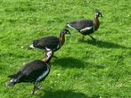 Roodhals ganzen, Dieren en Toebehoren, Pluimvee, Meerdere dieren, Gans of Zwaan