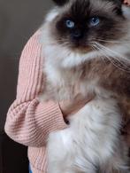 Mooie gecastreerde ragdoll kater, Dieren en Toebehoren, Katten en Kittens | Raskatten | Langhaar, Kater, 6 jaar of ouder
