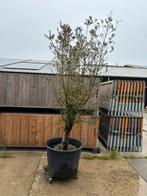 Olijfboom met dikke stam (200cm), Tuin en Terras, Planten | Bomen, 100 tot 250 cm, Olijfboom, Zomer, Ophalen
