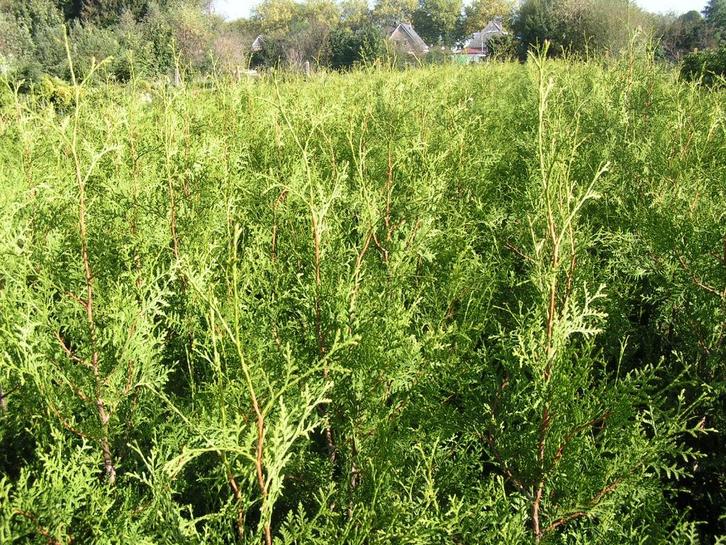 Thuja brabant haagconifeer Thuja smaragd, Tuin en Terras, Planten | Struiken en Hagen, Conifeer, 100 tot 250 cm, Ophalen