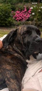 Mooie boerboel x Fila brasileiro, Dieren en Toebehoren, Eén hond, 3 tot 5 jaar, Nederland, Particulier