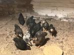 Kuikens krielkippen, Dieren en Toebehoren, Augustus, Meerdere dieren