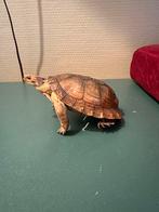 Opgezette schildpad taxidermie vintage, Verzamelen, Dierenverzamelingen, Ophalen of Verzenden, Zo goed als nieuw, Reptiel of Amfibie