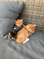 3 lieve kittens, Dieren en Toebehoren, Katten en Kittens | Overige Katten, Meerdere dieren, Kortharig, 0 tot 2 jaar