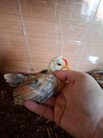 Serama, Dieren en Toebehoren, Pluimvee, Mannelijk, Kip