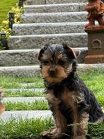 YorkShire pupies, Dieren en Toebehoren, Honden | Jack Russells en Terriërs, Yorkshire Terriër, België, CDV (hondenziekte), 8 tot 15 weken