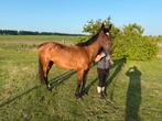 E-pony te koop, Dieren en Toebehoren, Pony's, Merrie, Recreatiepony