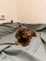 Teckel pups, dackel Zwergdackel schoko Merle, Dieren en Toebehoren, Honden | Teckels en Dashonden, Fokker | Hobbymatig, Rabiës (hondsdolheid)