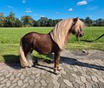 Shetlander (dek) hengst, Dieren en Toebehoren, Hengst, A pony (tot 1.17m), 0 tot 2 jaar