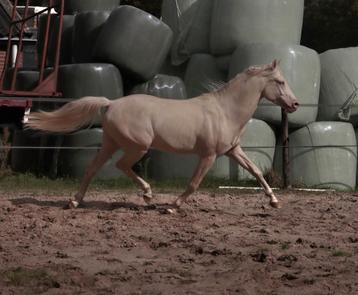 Unieke cremello D pony te koop!! beschikbaar voor biedingen