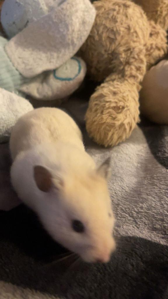 Hamster, Hamster, Mannelijk, Tam, September