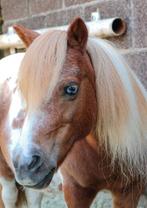 Menner/ grondwerker gezocht, Dieren en Toebehoren, Ophalen