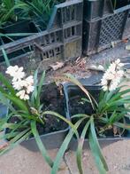 Schaduw vaste planten  slangenbaard  ophiopogon planiscapus, Tuin en Terras, Planten | Tuinplanten, Ophalen of Verzenden