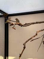 Groenlingen 5 stuks wildkleur en pastel, Dieren en Toebehoren, Vogels | Overige Vogels, Meerdere dieren, Wildzangvogel, Geringd