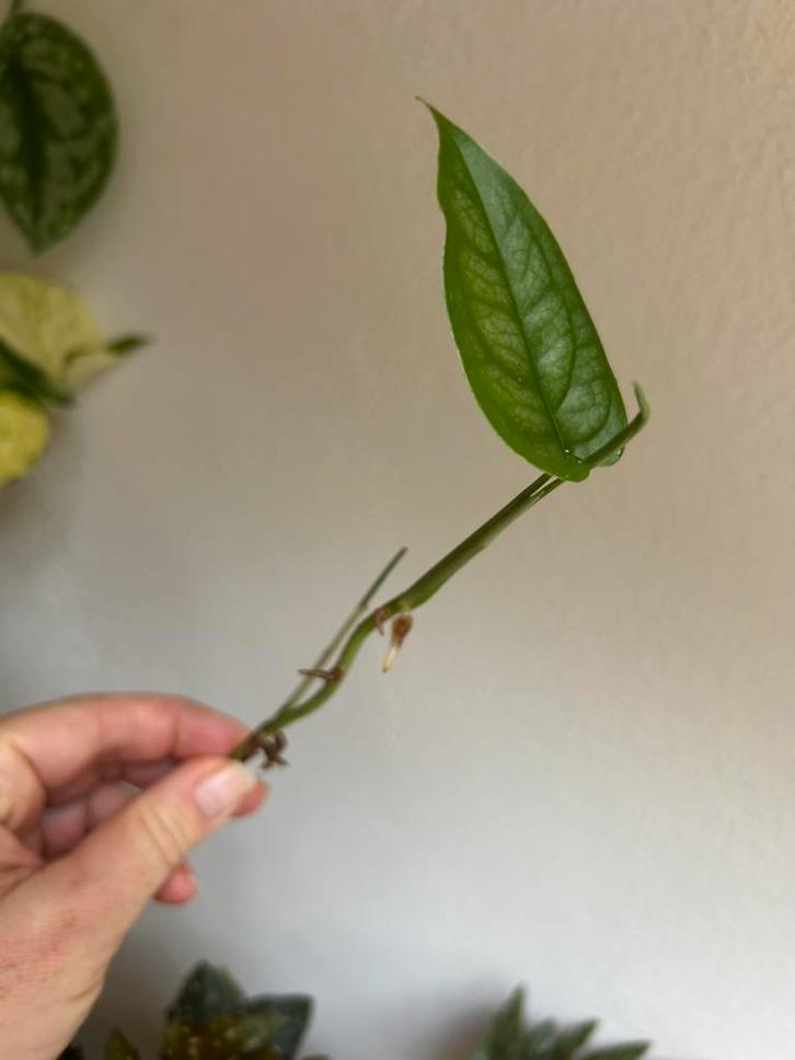 Monstera siltepecana, verse (kop)stek, zie advertentie, Huis en Inrichting, Kamerplanten, Minder dan 100 cm, Halfschaduw, Ophalen of Verzenden