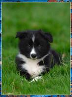 Lieve raszuivere border collie showlijn pups mogen verhuizen, Dieren en Toebehoren, 8 tot 15 weken, Collie, Geslacht onbekend