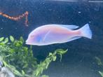 Albino dolfijn cichlide, Dieren en Toebehoren, Vissen | Aquariumvissen, Vis, Zoetwatervis