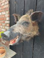 Wild zwijn,keiler, opgezet,preparaat,zwijnenkop, taxidermie, Ophalen of Verzenden, Gebruikt, Wild dier, Opgezet dier