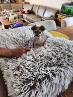Raszuivere Chihuahua puppy's, langharig, tricolor,reutjes, Dieren en Toebehoren, Honden | Chihuahua's en Gezelschapshonden, België