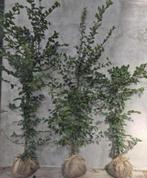 Carpinus Betulus beukenhaag met wortel of kluit, Ophalen of Verzenden, Beukenhaag, 100 tot 250 cm
