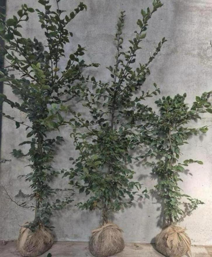 Carpinus Betulus beukenhaag met wortel of kluit, Tuin en Terras, Planten | Struiken en Hagen, Beukenhaag, 100 tot 250 cm, Ophalen of Verzenden