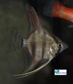 Maanvis "Mix", Vis, Zoetwatervis, Schoolvis