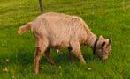 bruin geitenlam te koop, Vrouwelijk, Geit, 0 tot 2 jaar