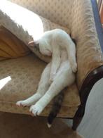 Aangeboden 4 katers, 3 rode en 1 witte, Dieren en Toebehoren, Kater