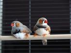 Zebravink mannetje, Dieren en Toebehoren, Vogels | Overige Vogels, Mannelijk, Tropenvogel