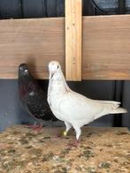 Hoogvliegers jonge duiven (perziche) iran, Dieren en Toebehoren, Meerdere dieren, Postduif