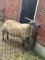 Ram, Dieren en Toebehoren, Schapen, Geiten en Varkens, Mannelijk, Schaap, 0 tot 2 jaar