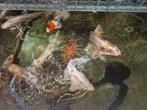 Koi karpers.moet zo snel mogelijk weg, Dieren en Toebehoren, Vissen | Vijvervissen, Karper of Koi