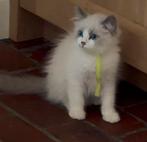 raszuivere ragdol kittens nog 2 poesjes. 🩷🩷, Dieren en Toebehoren, Katten en Kittens | Raskatten | Langhaar, Meerdere dieren