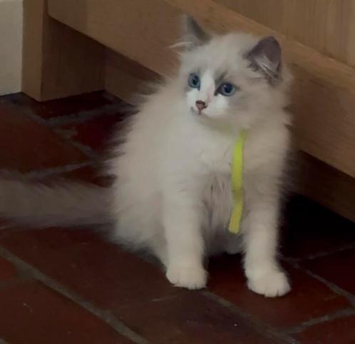 raszuivere ragdol kittens nog 2 poesjes. 🩷🩷, Dieren en Toebehoren, Katten en Kittens | Raskatten | Langhaar, Meerdere dieren