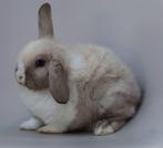 Mini Lop konijn ram, Dieren en Toebehoren, Konijnen, Mannelijk, Dwerg, Hangoor, 0 tot 2 jaar