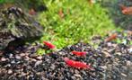 Prachtige Neocaridina Vuurgarnalen/Cherry Red, Dieren en Toebehoren, Vissen | Aquariumvissen, Kreeft, Krab of Garnaal, Zoetwatervis