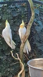 2 witte valkparkieten. 3 weken uit het blok. Niet tam!, Dieren en Toebehoren, Vogels | Parkieten en Papegaaien, Geslacht onbekend